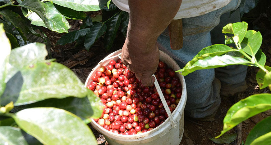 Hunting Great Coffee – Honduras Part 1