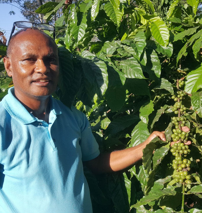 Man standing next to a coffee plant with green coffee beans