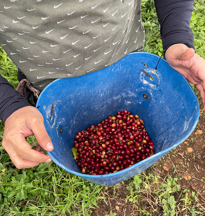 Colombia Mina Rica Decaf