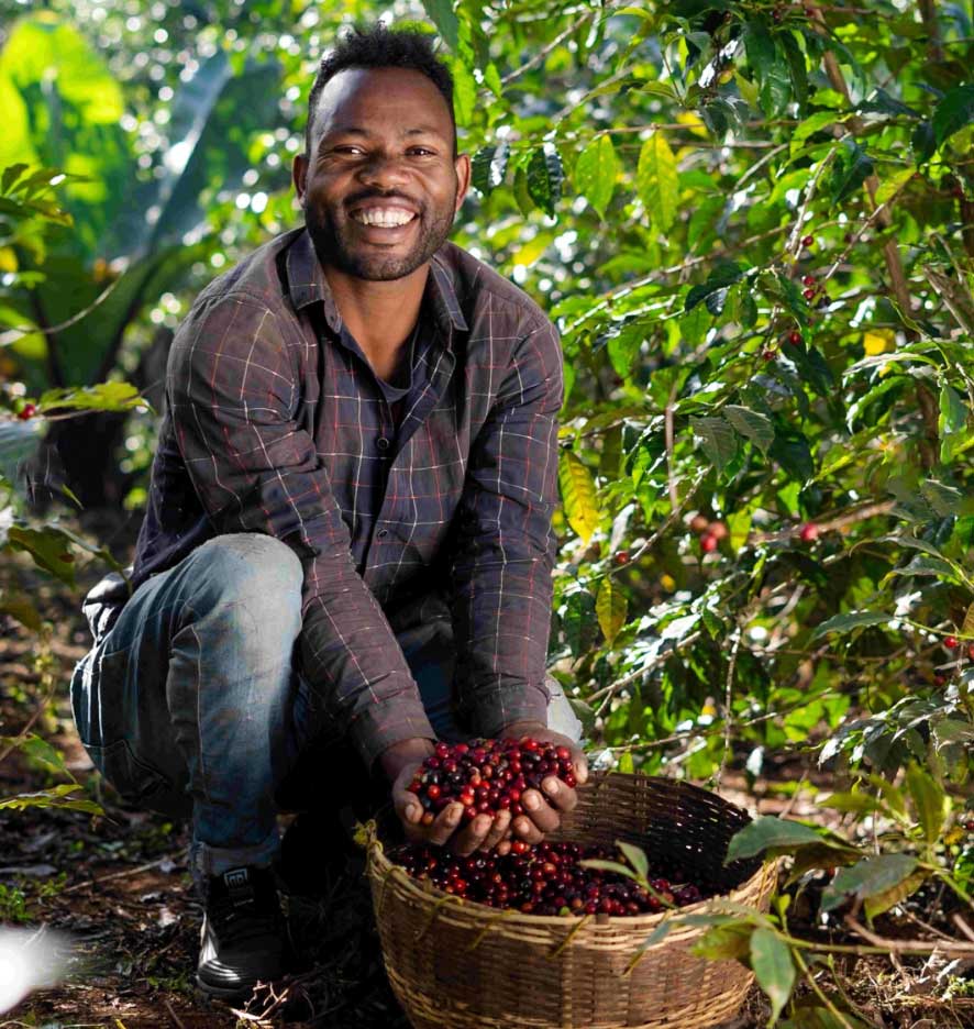 Man holding coffee cherries in a field with a basket full of them